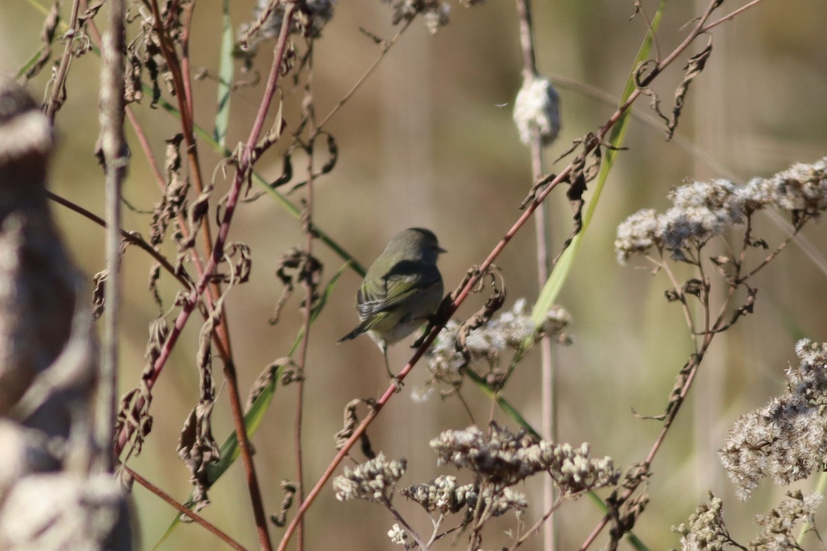 Orange-crowned Warbler - ML610029986