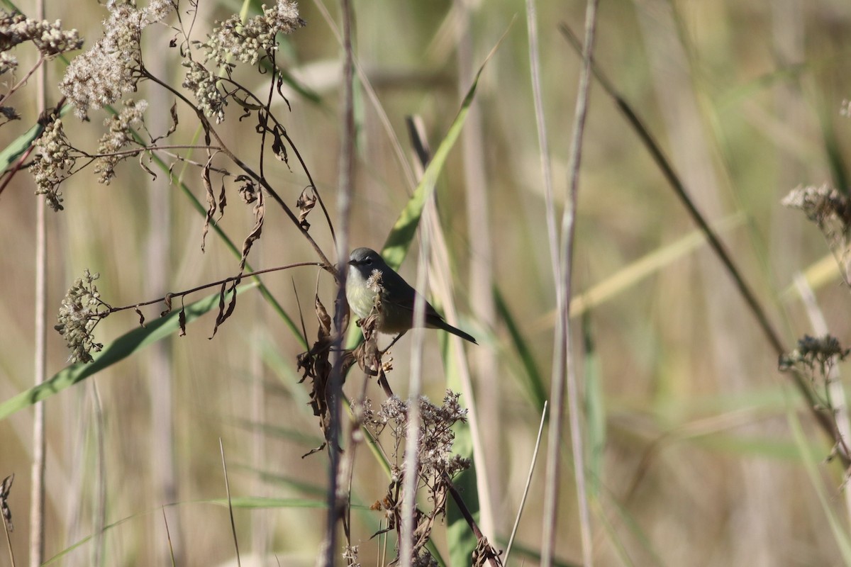 Orange-crowned Warbler - ML610029987