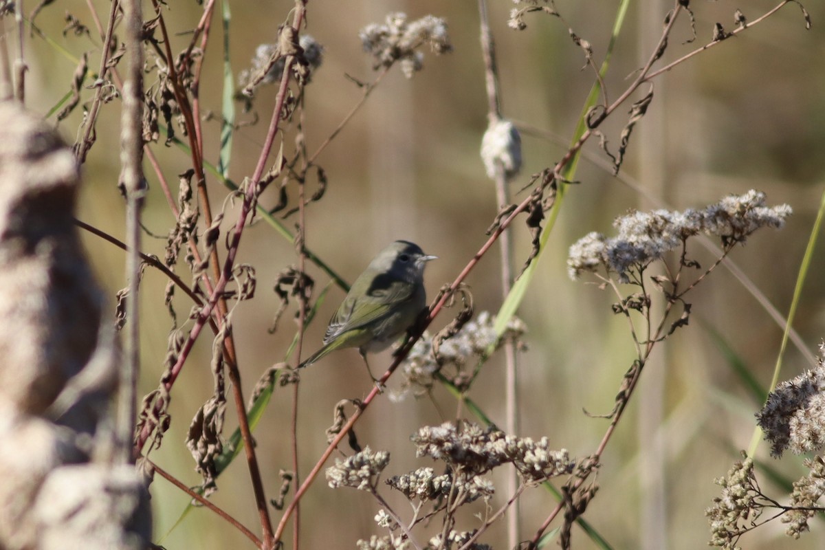 Orange-crowned Warbler - ML610029988