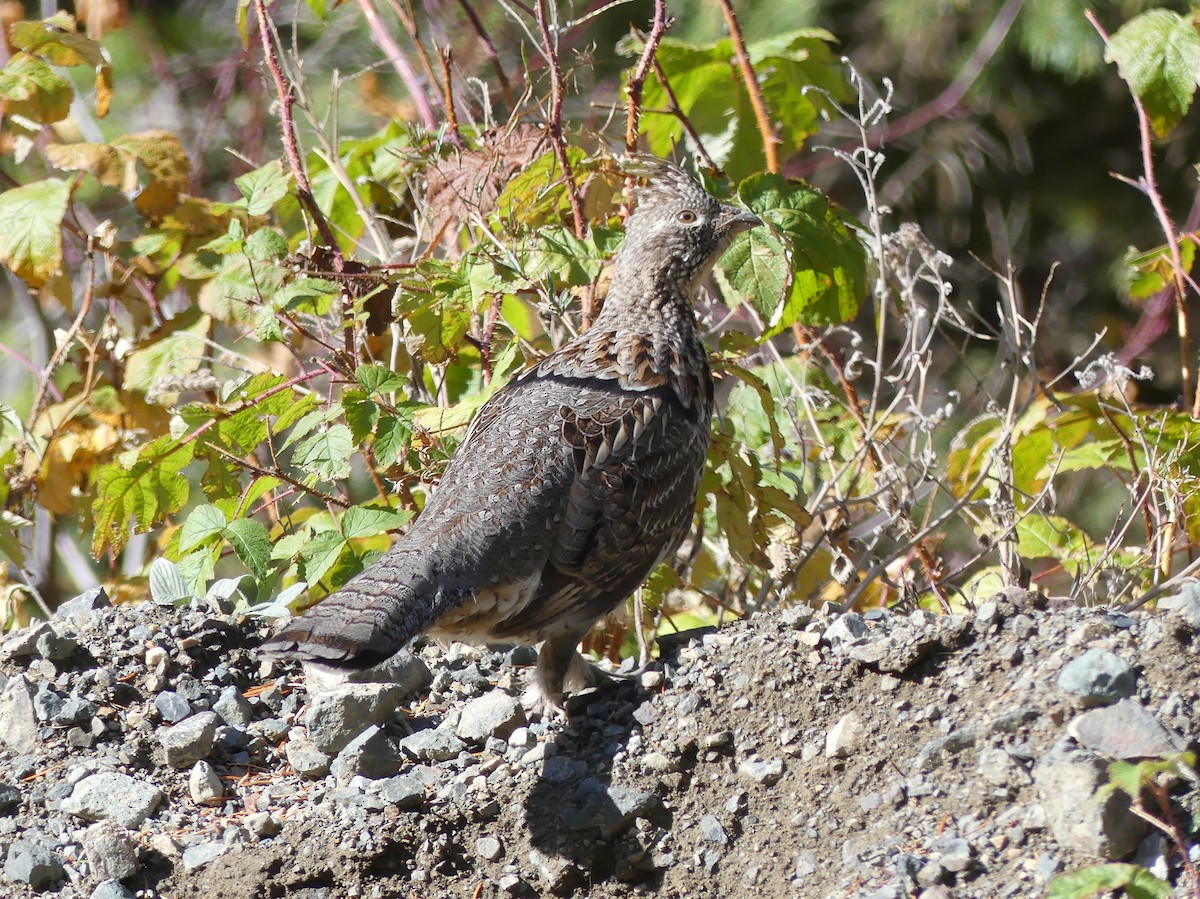 Ruffed Grouse - ML610030015