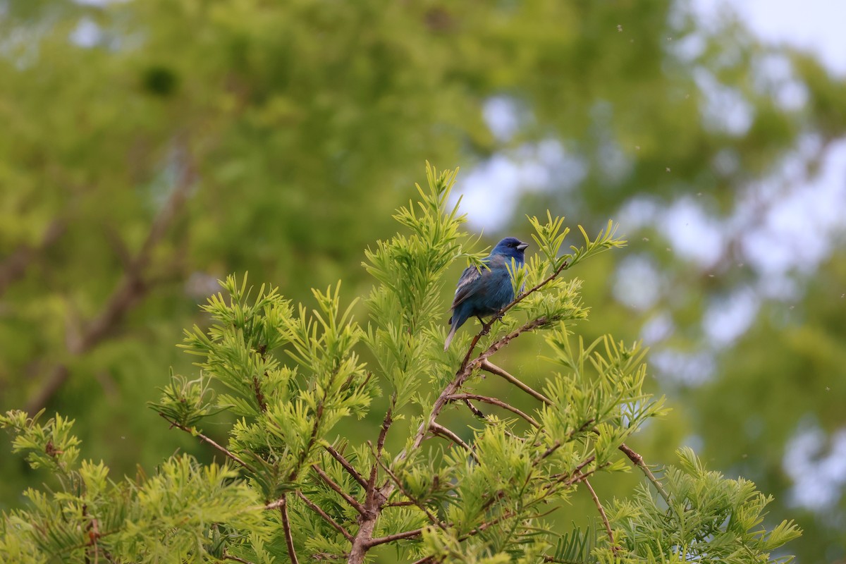 Indigo Bunting - Sebastian Martin