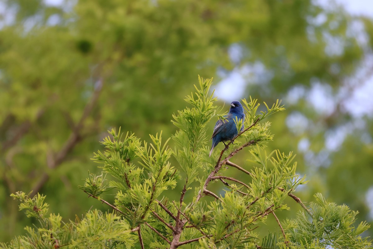 Indigo Bunting - ML610030054