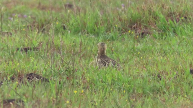 Buff-breasted Sandpiper - ML610030063