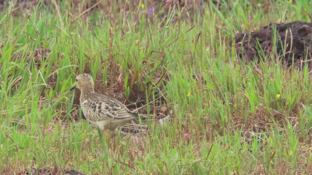 Buff-breasted Sandpiper - ML610030069