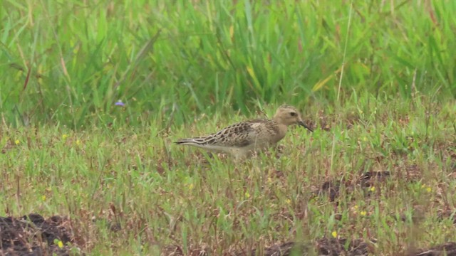 Buff-breasted Sandpiper - ML610030084