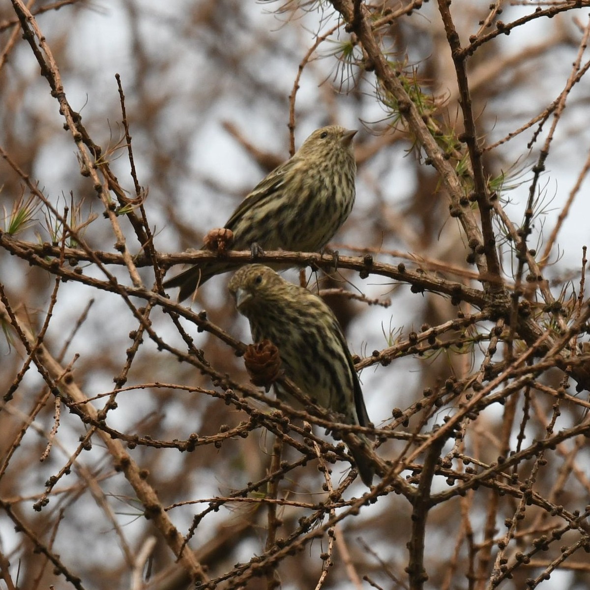 Pine Siskin - ML610030094