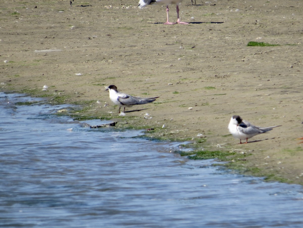 Common Tern - Jeff Hendricks