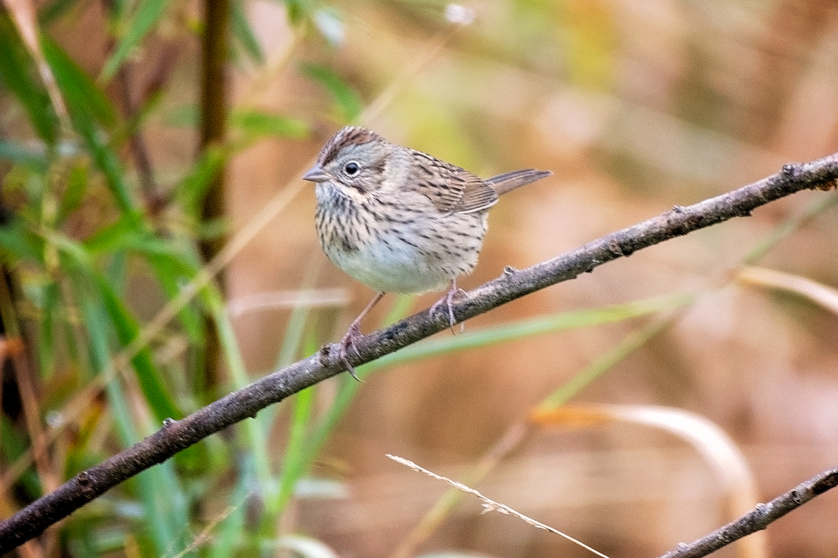 Lincoln's Sparrow - ML610030171