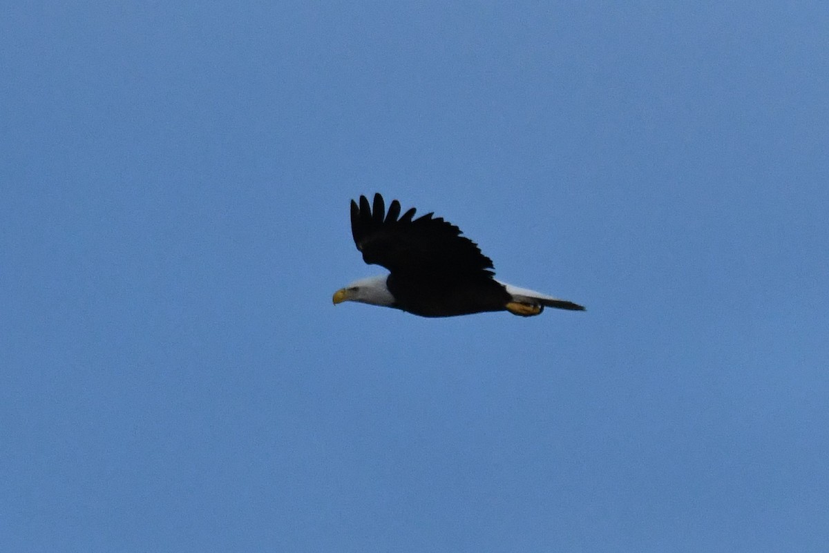 Bald Eagle - ML610030273