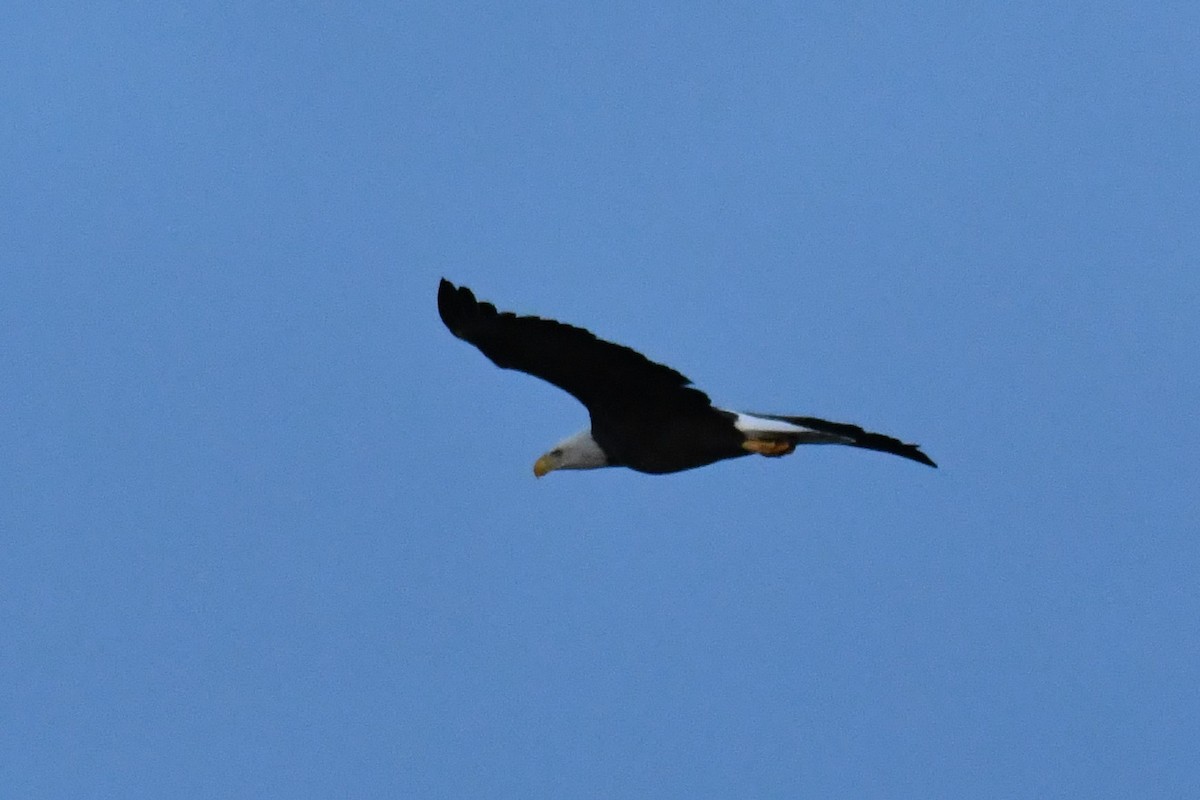 Bald Eagle - Wayne Grubert