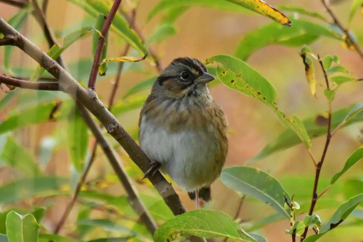 Swamp Sparrow - ML610030323