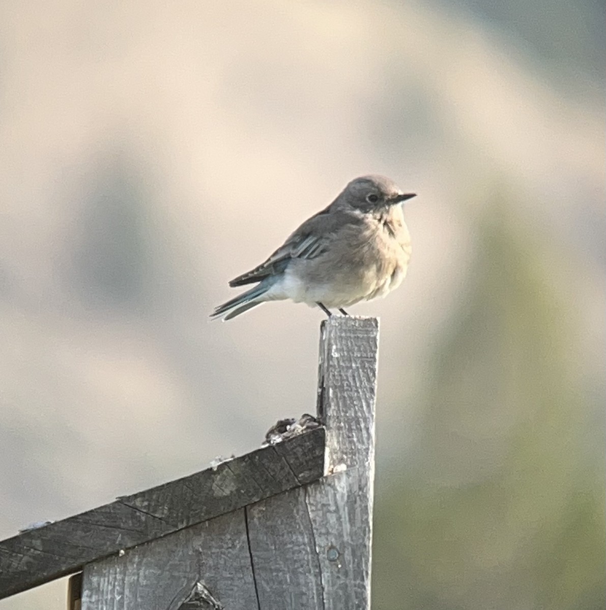 Mountain Bluebird - Pam Cahn