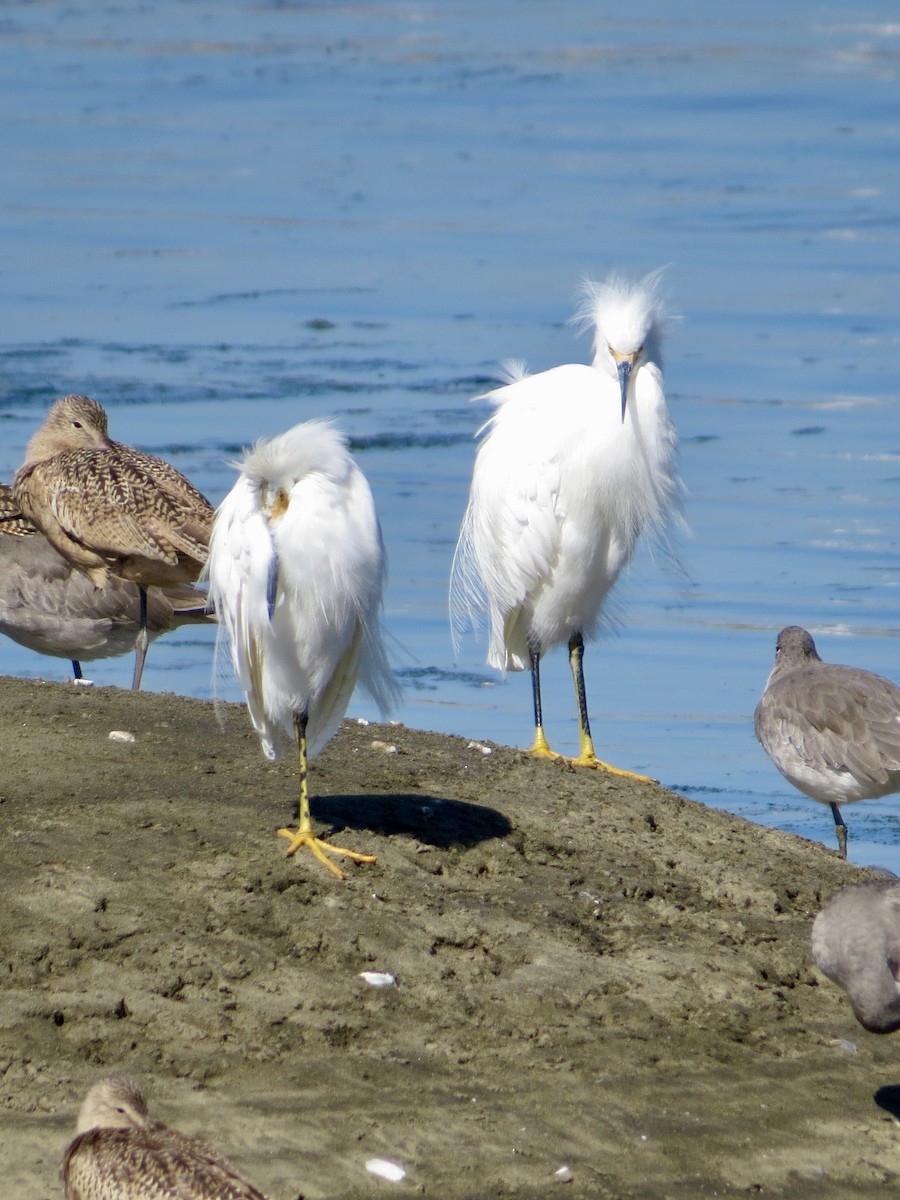 Snowy Egret - ML610030472