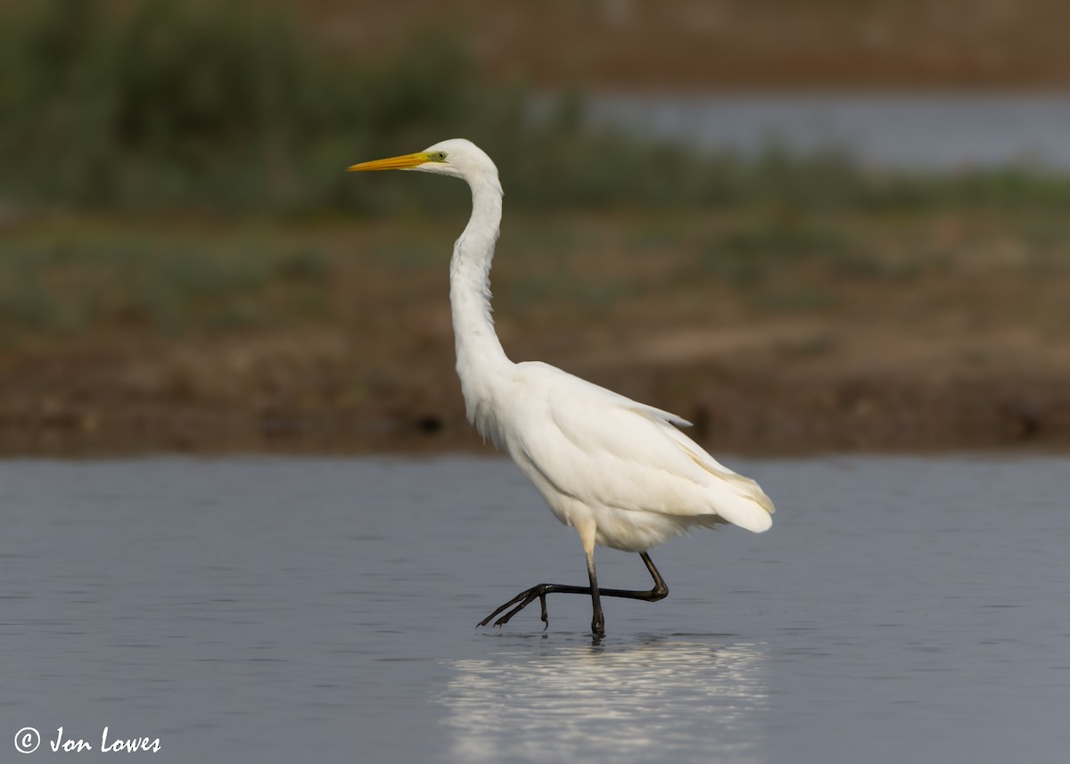 Great Egret (alba) - ML610030527