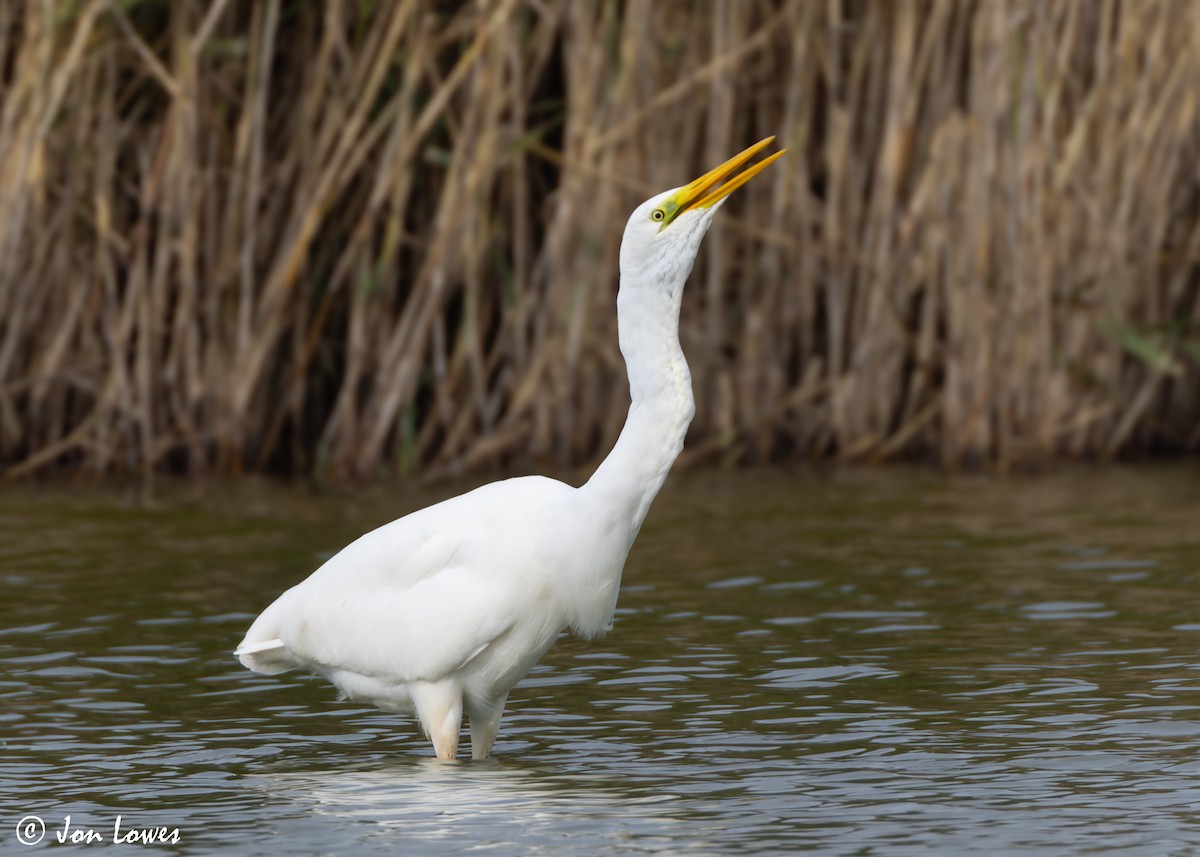 Great Egret (alba) - ML610030535