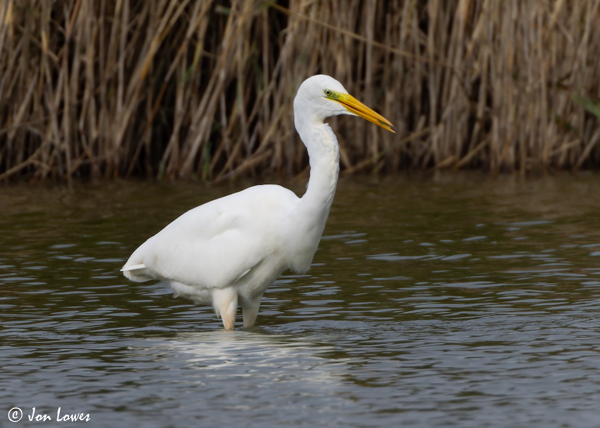 Great Egret (alba) - ML610030537