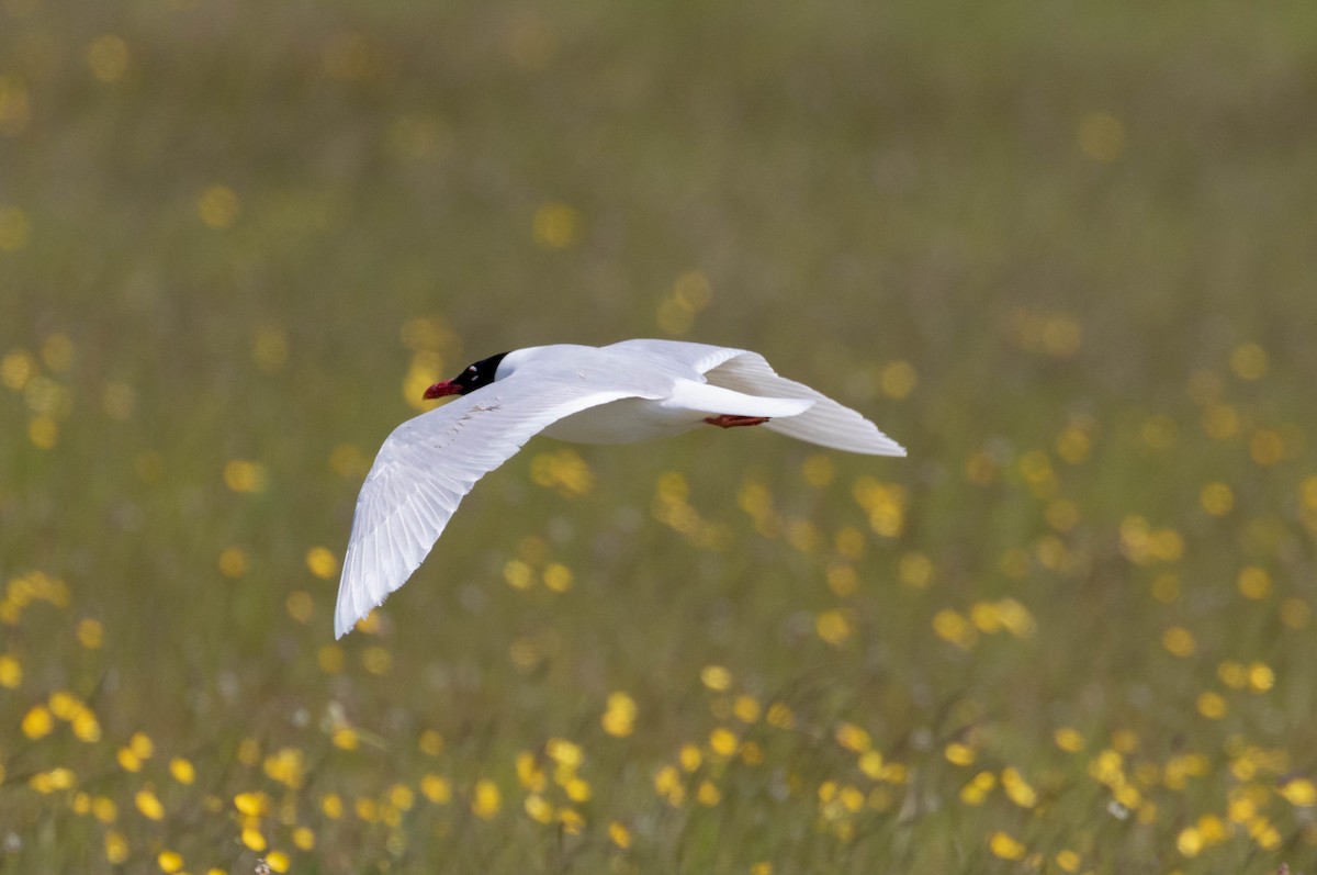 Mediterranean Gull - ML610030542