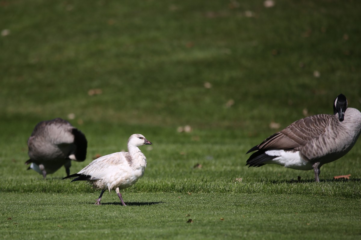 Ross's Goose - Dave Elwood