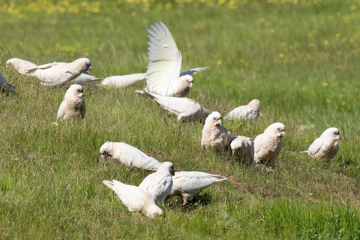 Western Corella - ML610030788