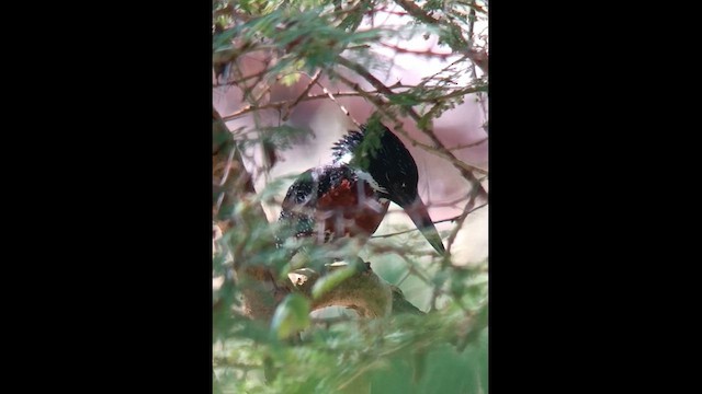 Giant Kingfisher - ML610030812