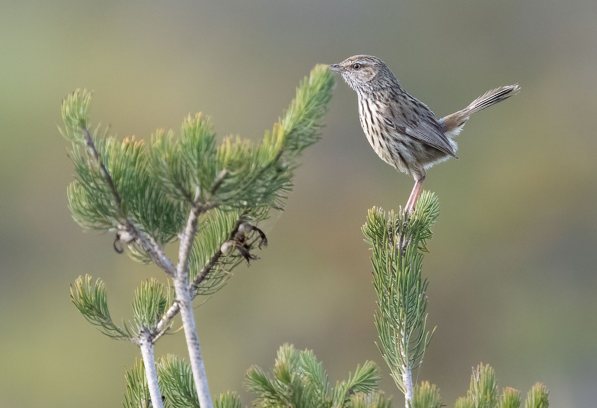 Western Fieldwren - ML610030827