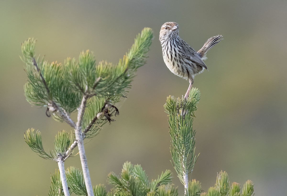 Western Fieldwren - ML610030828