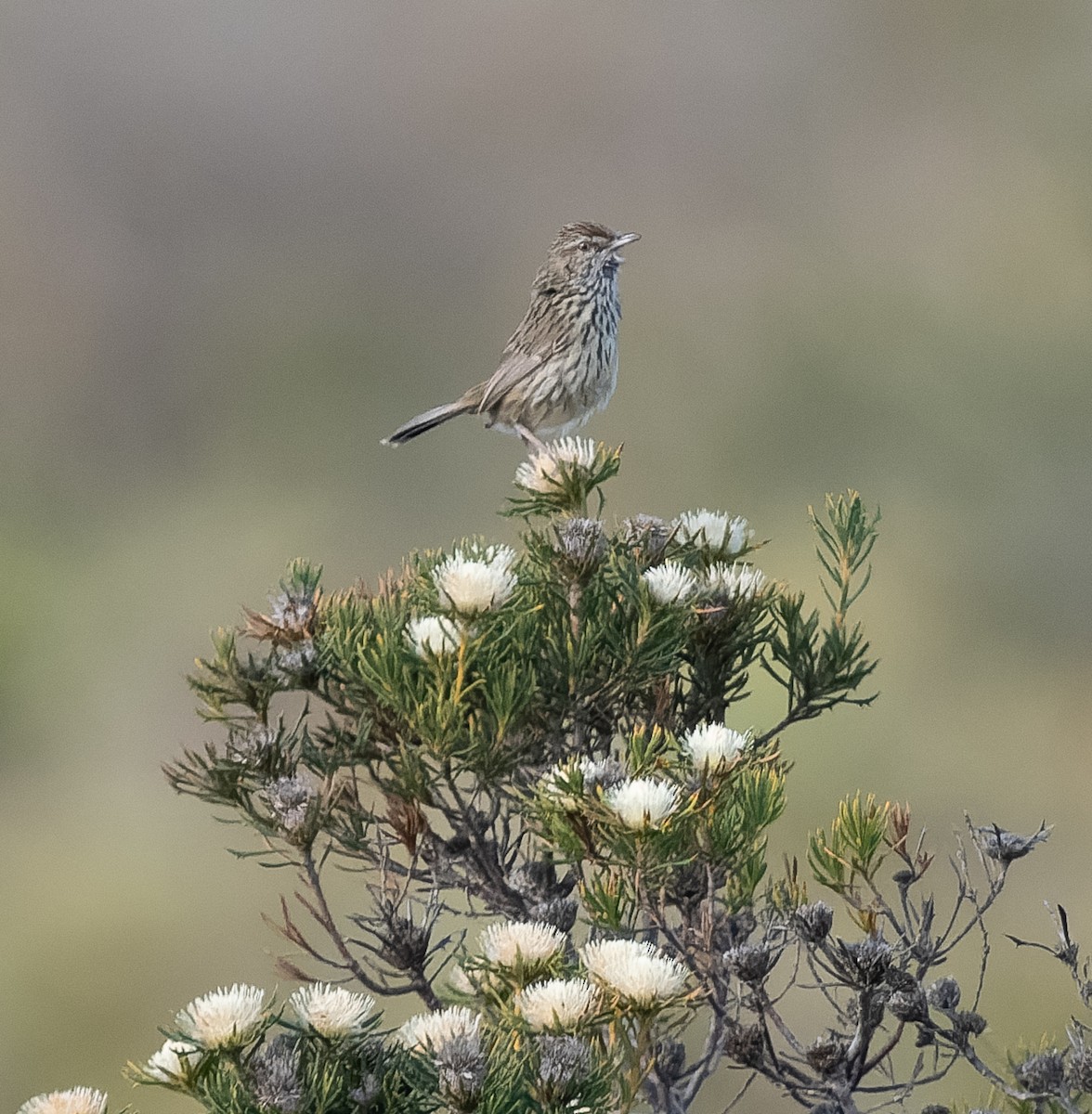 Western Fieldwren - Simon Colenutt