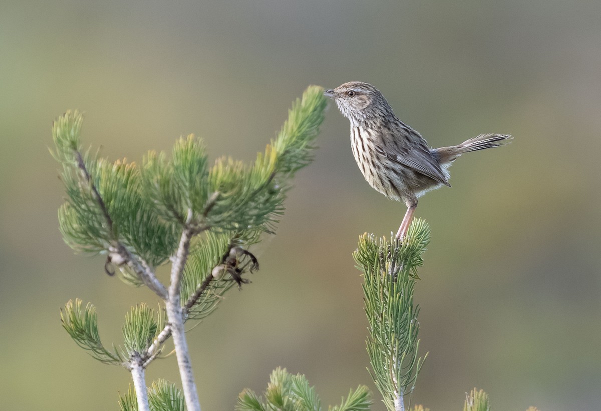 Western Fieldwren - ML610030833