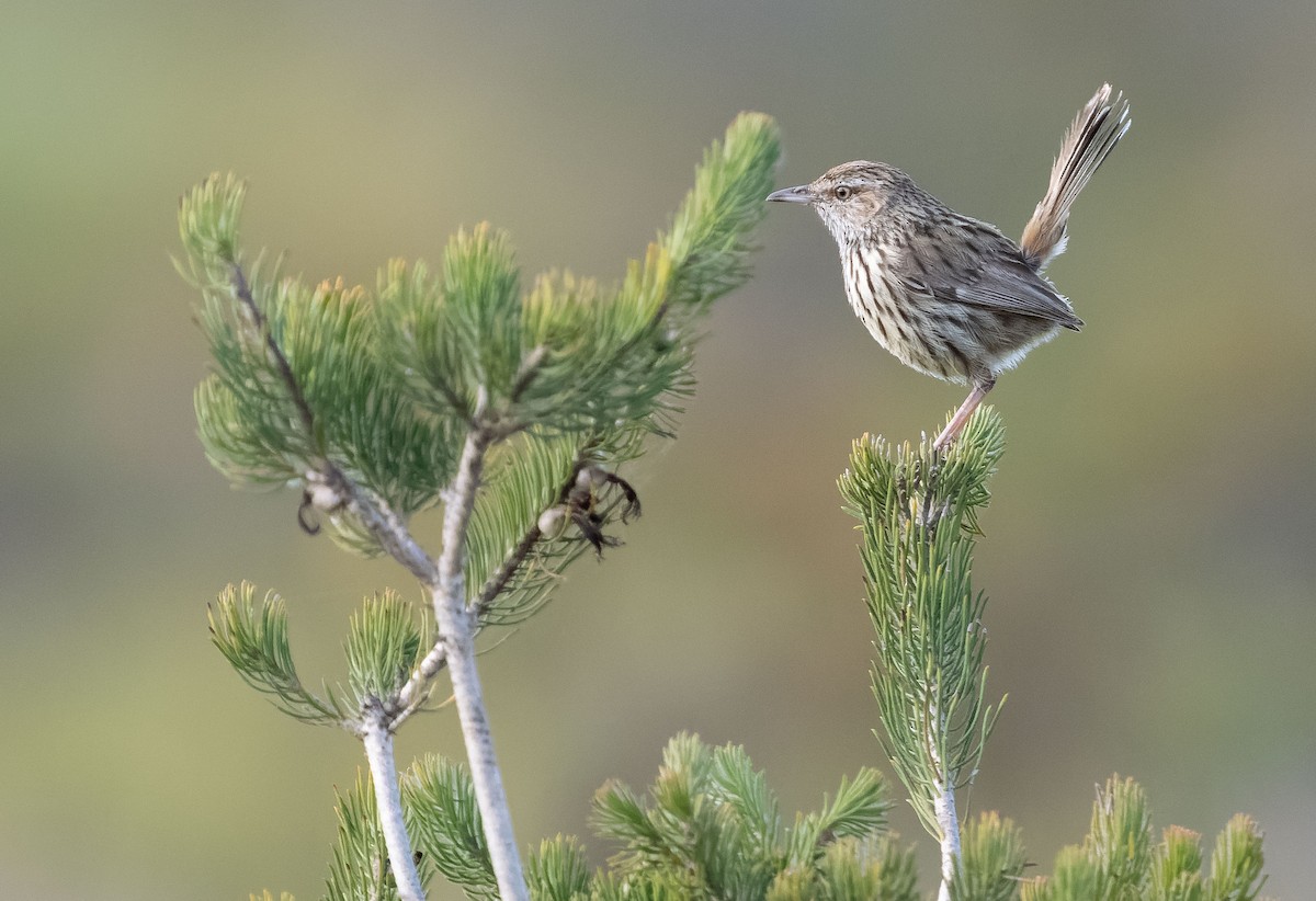 Western Fieldwren - ML610030834