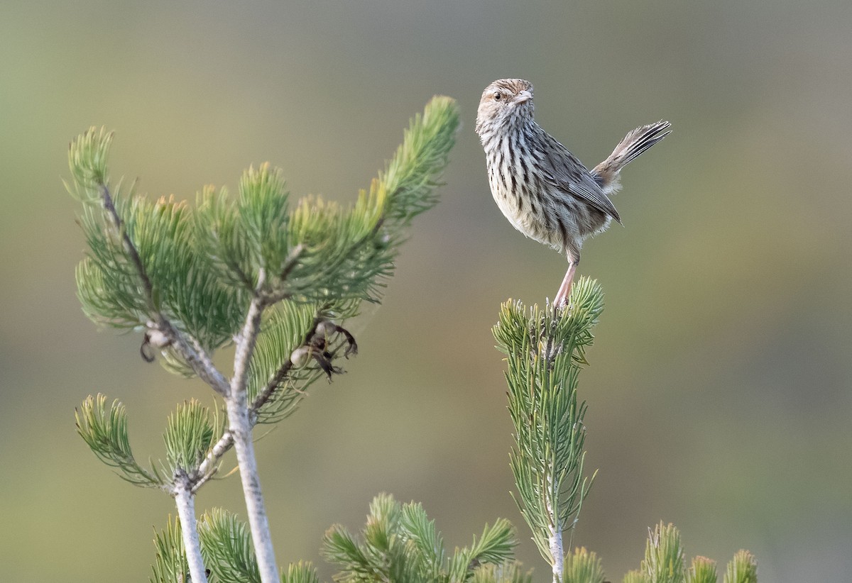 Western Fieldwren - Simon Colenutt