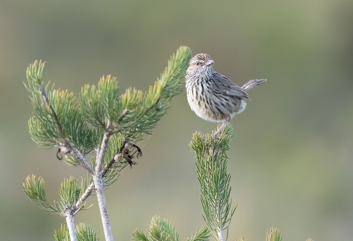 Western Fieldwren - Simon Colenutt