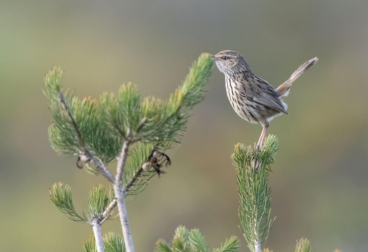 Western Fieldwren - ML610030837