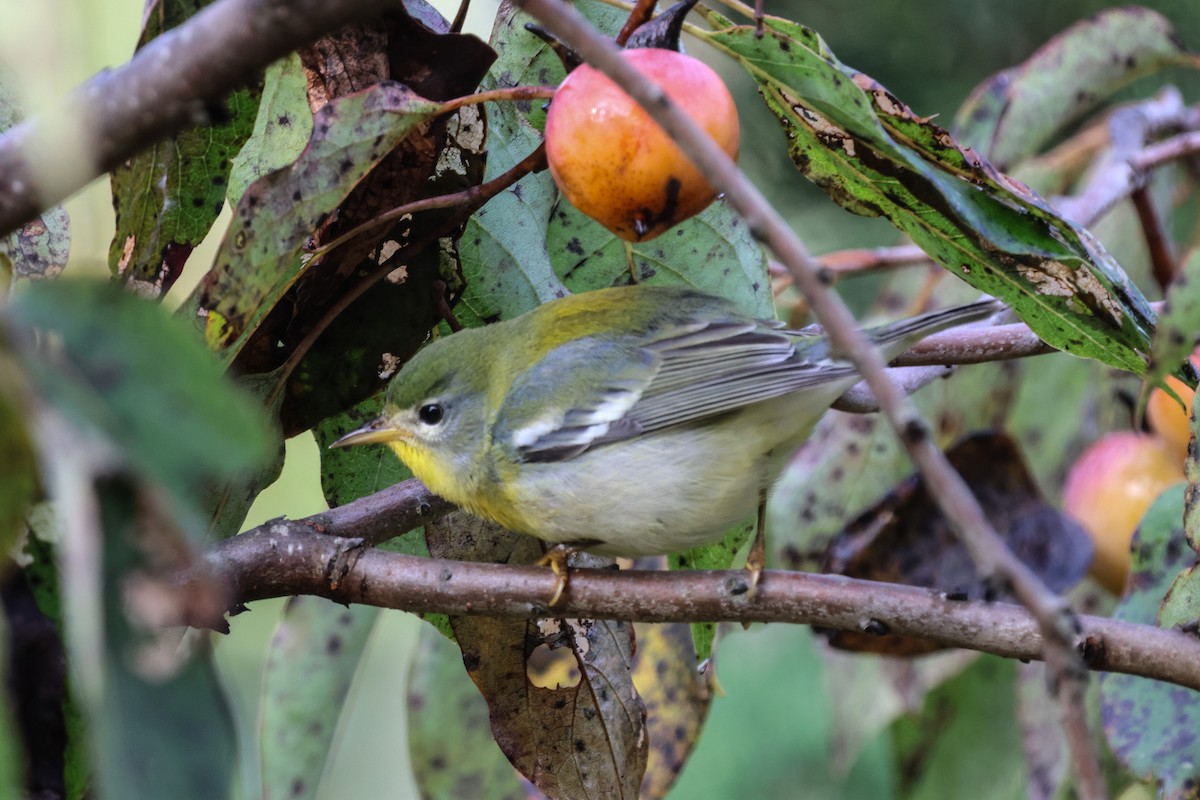 Northern Parula - ML610030855