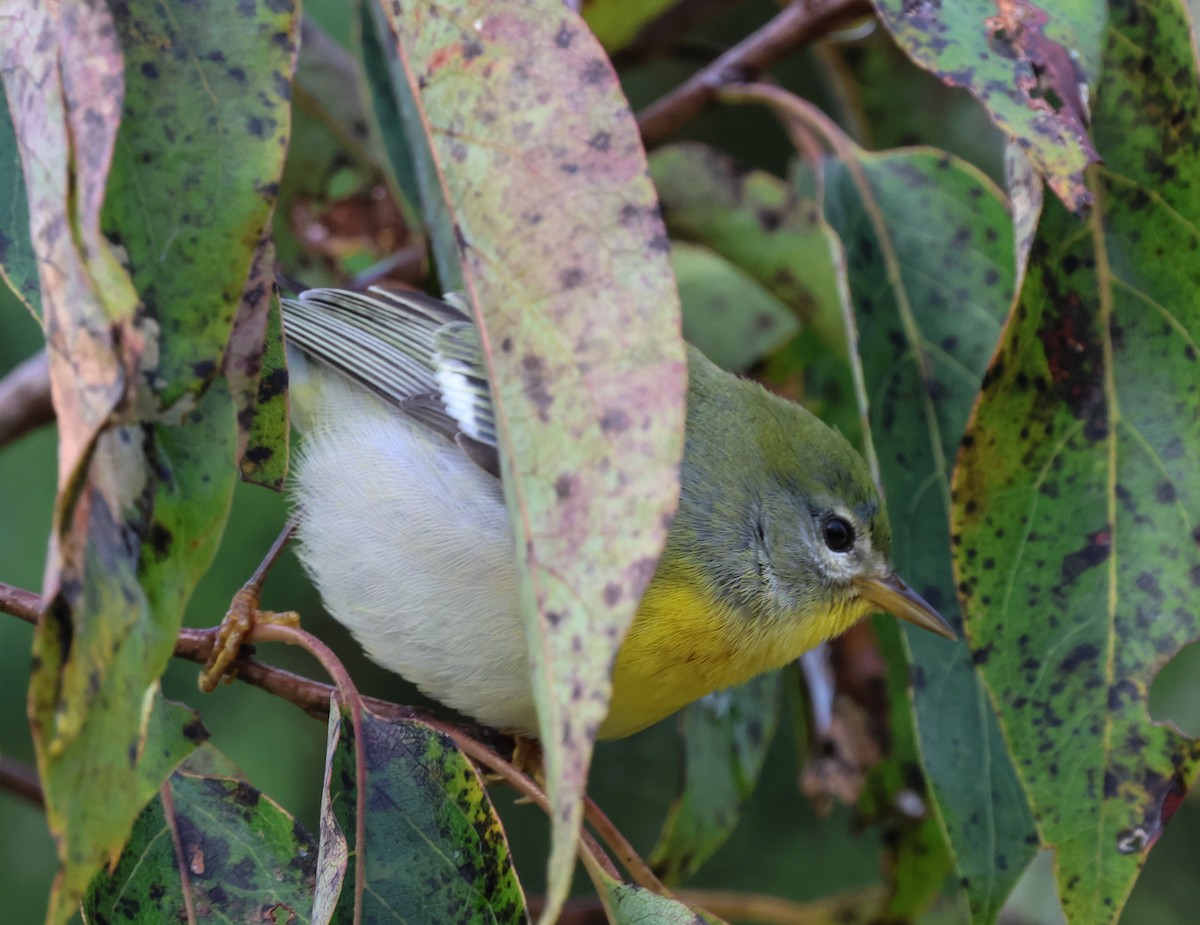 Northern Parula - ML610030856