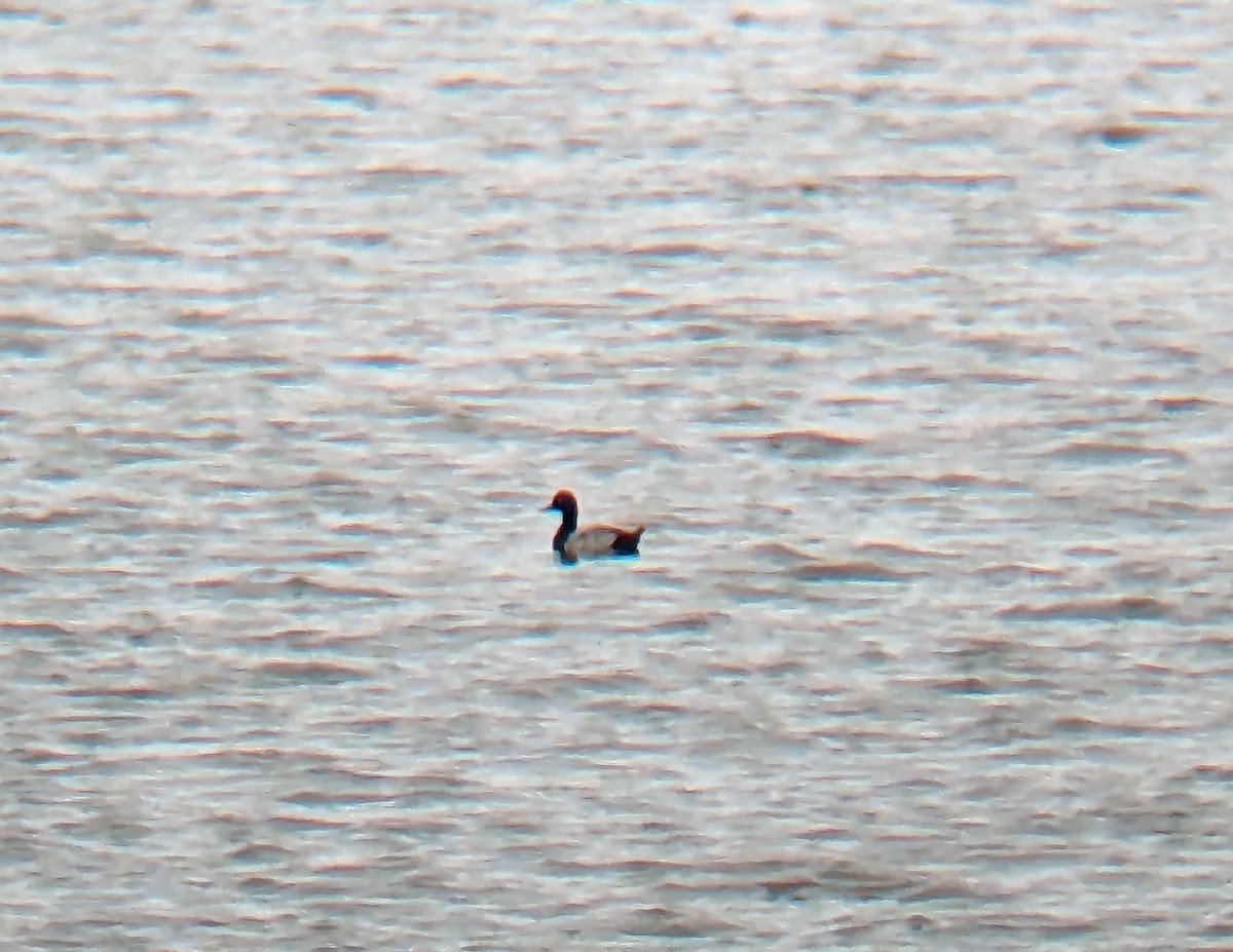 Lesser Scaup - ML610030992