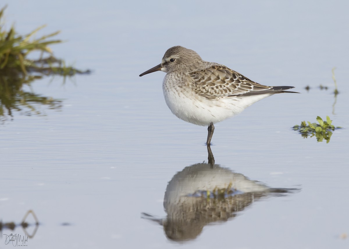 White-rumped Sandpiper - ML610031184