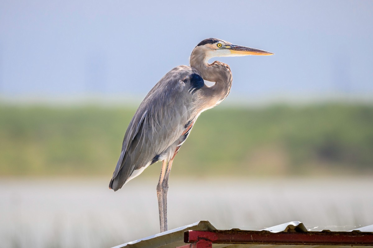 Great Blue Heron - ML610031252