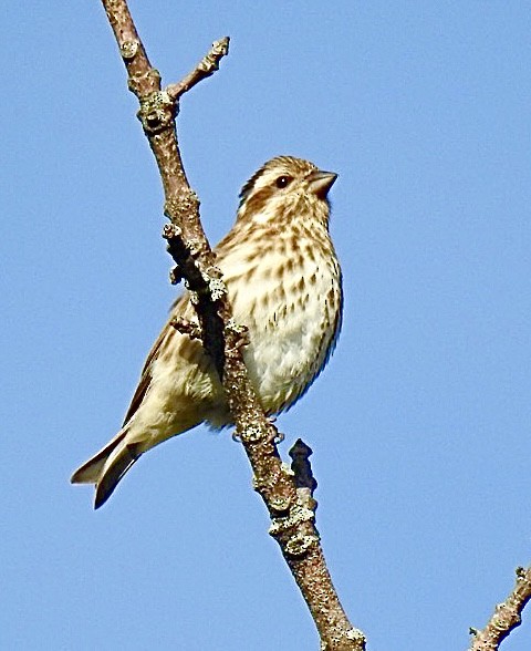 Purple Finch - ML610031548