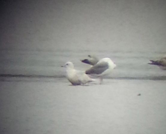 Iceland Gull - ML610031557