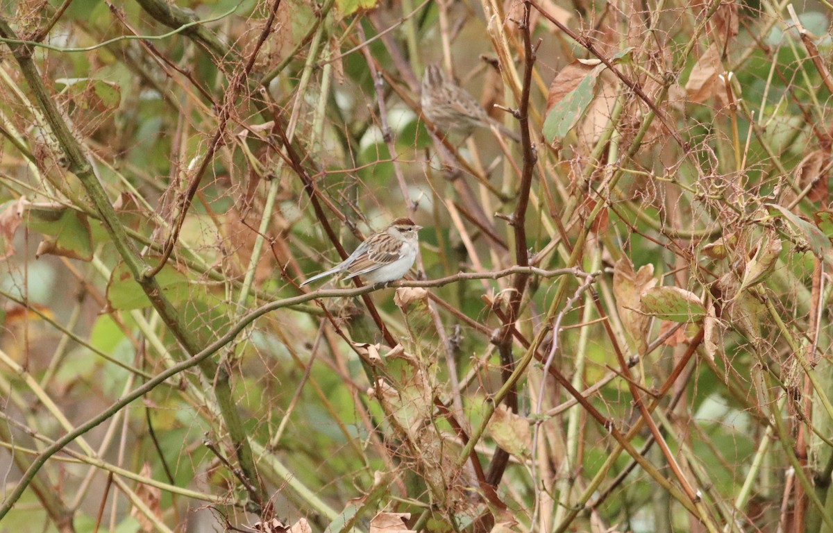 Chipping Sparrow - ML610031580