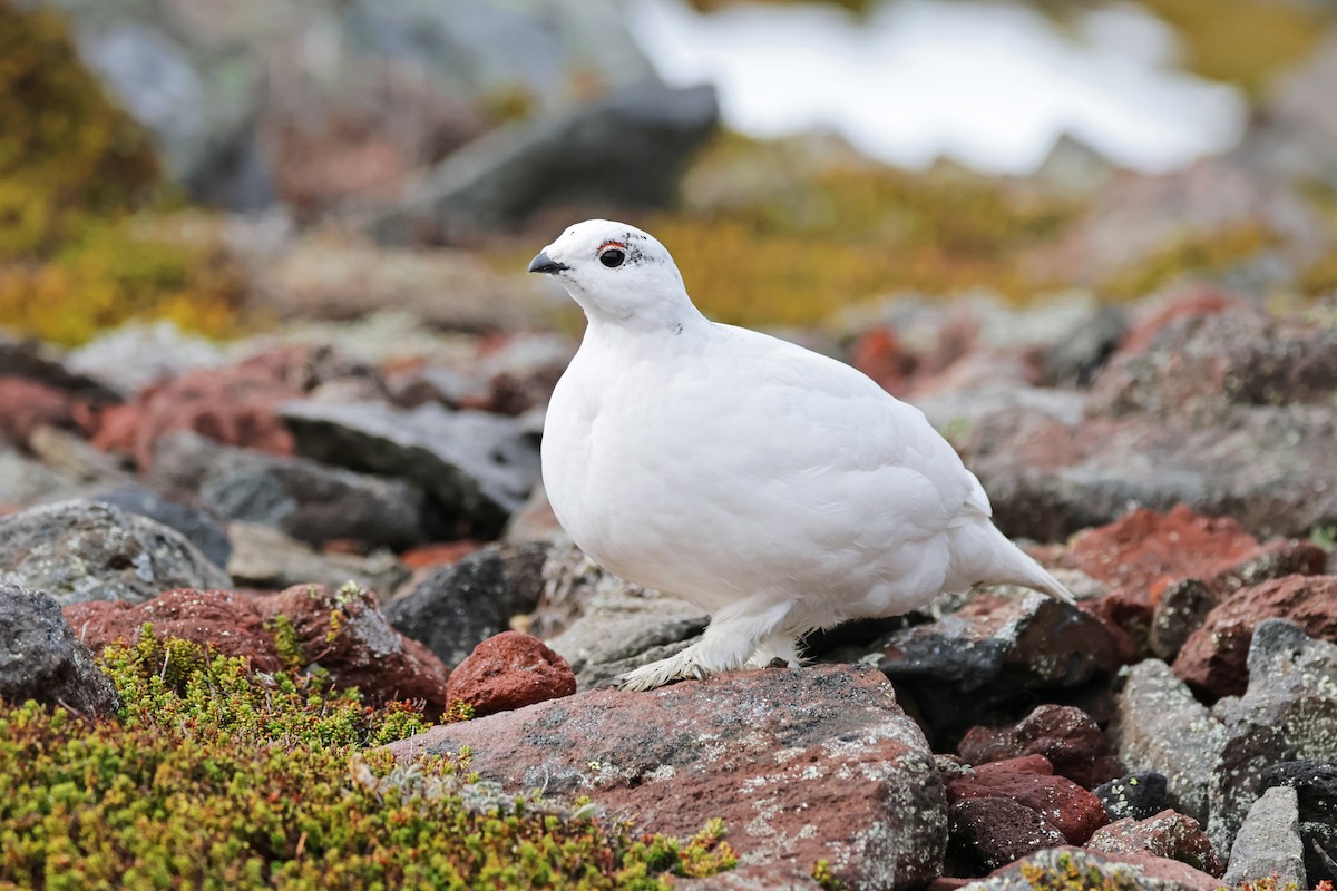 White-tailed Ptarmigan - ML610031581