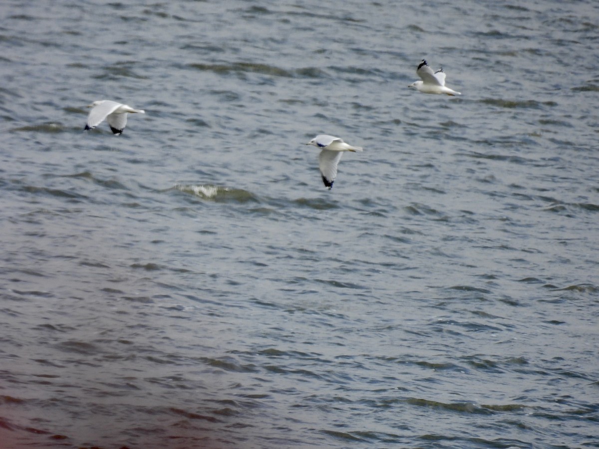 Ring-billed Gull - ML610031615