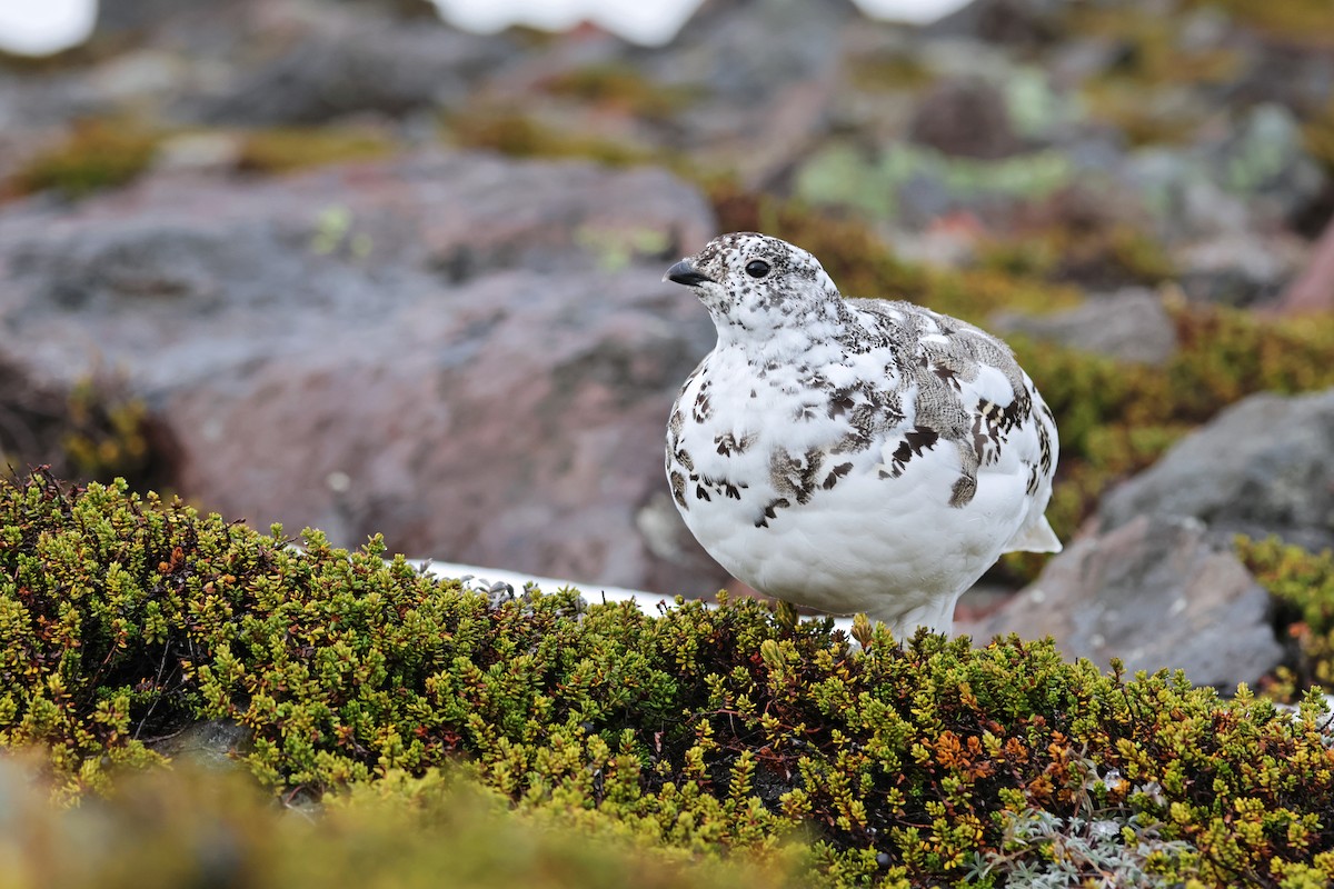 Weißschwanz-Schneehuhn - ML610031622