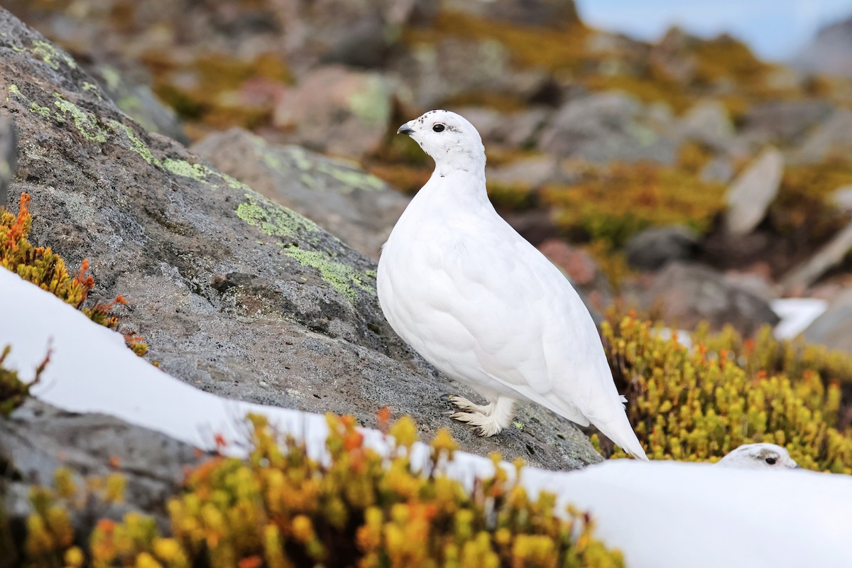 White-tailed Ptarmigan - ML610031650