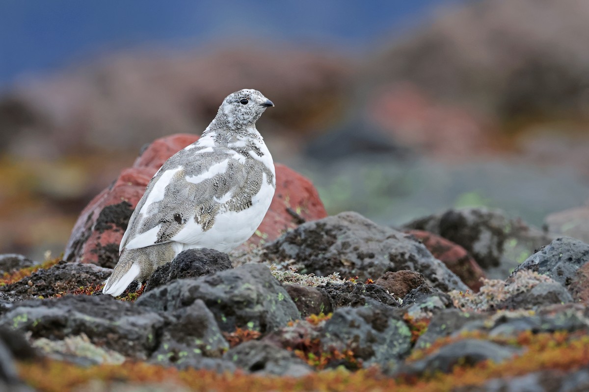 White-tailed Ptarmigan - Nathan Wall