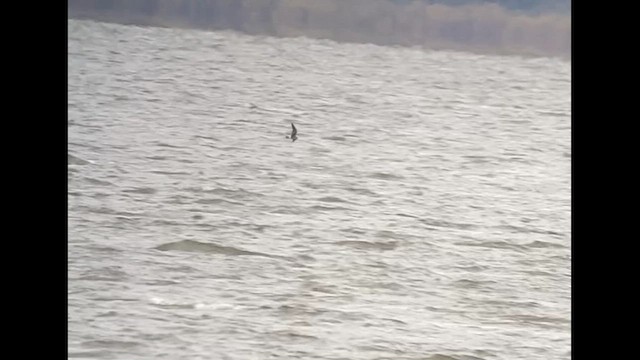 Leach's Storm-Petrel - ML610031740