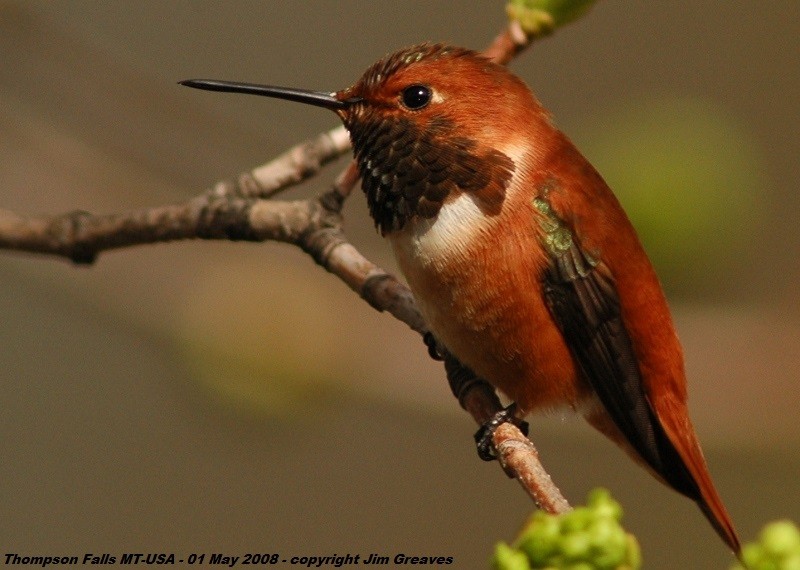 Rufous Hummingbird - ML610031742