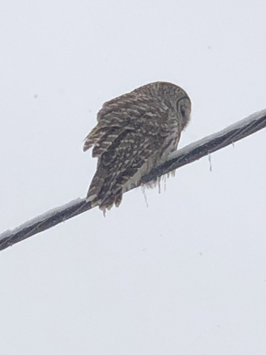 Barred Owl - Andrew Smith