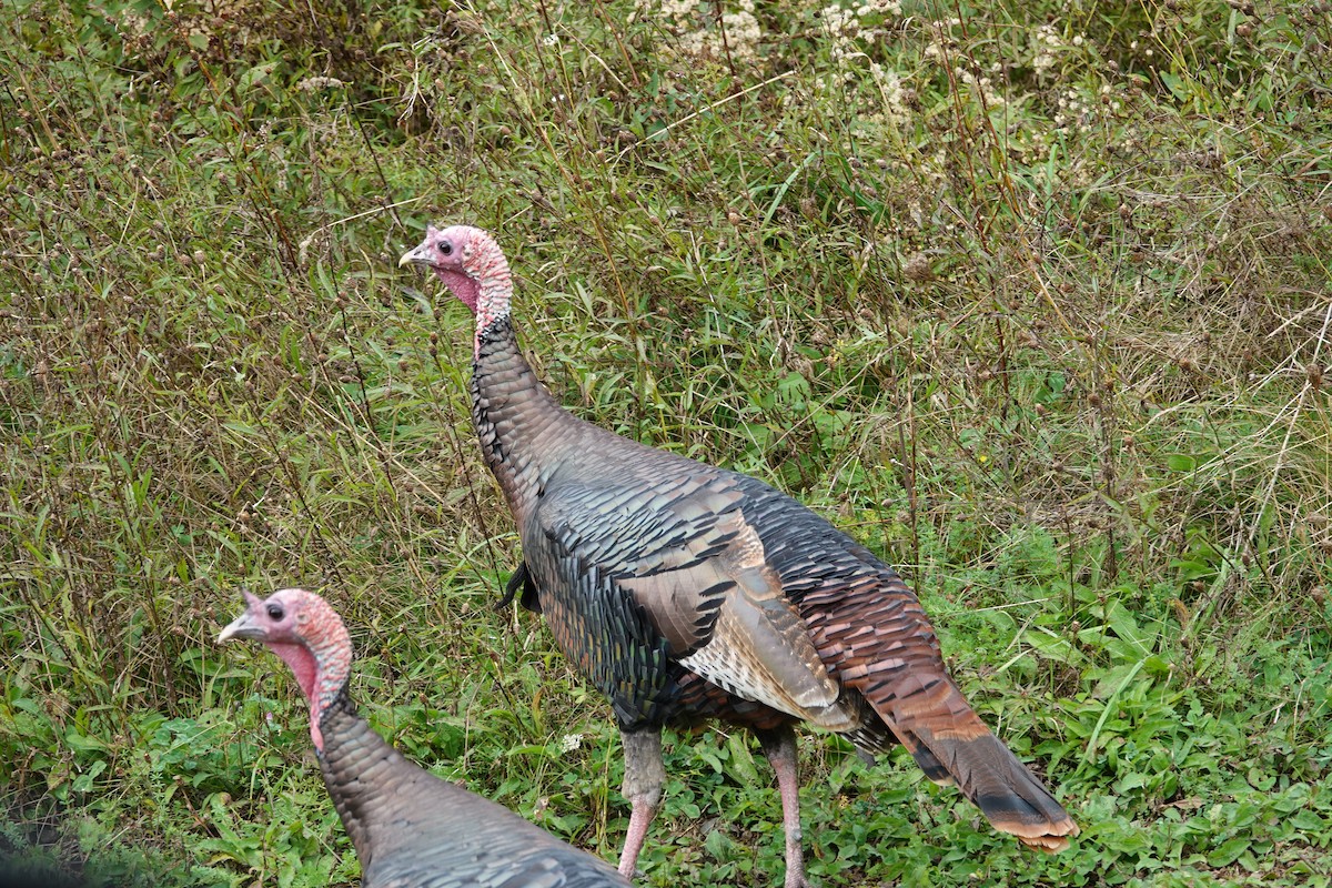 Wild Turkey - ML610031800