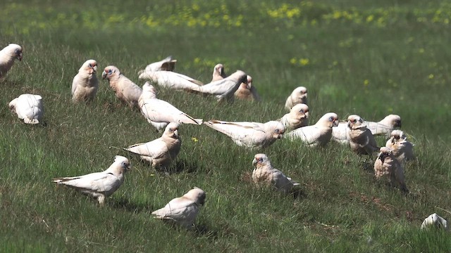 Cacatúa Cavadora - ML610032000